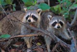 Raccoons